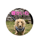 春 ダックス（個別スタンプ：5）