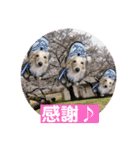 春 ダックス（個別スタンプ：9）
