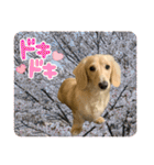 春 ダックス（個別スタンプ：12）
