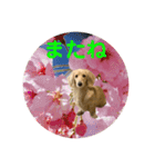 春 ダックス（個別スタンプ：13）