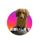 春 ダックス（個別スタンプ：14）