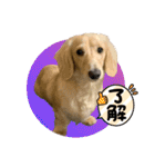 春 ダックス（個別スタンプ：22）