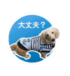 春 ダックス（個別スタンプ：30）