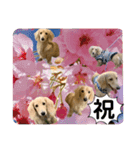 春 ダックス（個別スタンプ：37）