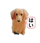 春 ダックス（個別スタンプ：40）