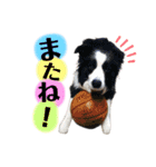 ボーダーコリー『ロハス』（個別スタンプ：10）