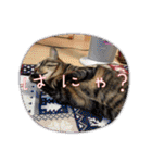 3匹ニャンコとお友達ワンコ風景画像（個別スタンプ：9）