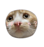 3匹ニャンコとお友達ワンコ風景画像（個別スタンプ：10）