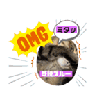 3匹ニャンコとお友達ワンコ風景画像（個別スタンプ：25）