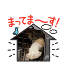 3匹ニャンコとお友達ワンコ風景画像（個別スタンプ：26）