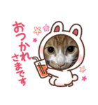 3匹ニャンコとお友達ワンコ風景画像（個別スタンプ：29）