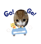 3匹ニャンコとお友達ワンコ風景画像（個別スタンプ：30）