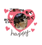 3匹ニャンコとお友達ワンコ風景画像（個別スタンプ：33）