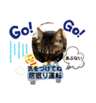 3匹ニャンコとお友達ワンコ風景画像（個別スタンプ：35）