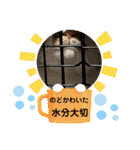 3匹ニャンコとお友達ワンコ風景画像（個別スタンプ：36）