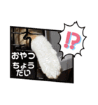3匹ニャンコとお友達ワンコ風景画像（個別スタンプ：37）