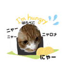 3匹ニャンコとお友達ワンコ風景画像（個別スタンプ：39）