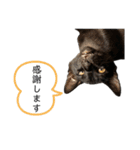 お礼とか合いの手そんなワード（個別スタンプ：4）