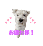 白シュナ ジャッキー 2（個別スタンプ：1）