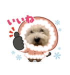 白シュナ ジャッキー 2（個別スタンプ：2）