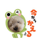 白シュナ ジャッキー 2（個別スタンプ：3）