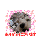 白シュナ ジャッキー 2（個別スタンプ：8）
