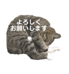かりゆし たまちゃん【2】（個別スタンプ：10）