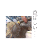 美ギャル軍団スタンプ（個別スタンプ：16）