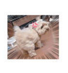 可愛い犬ココちゃん（個別スタンプ：1）