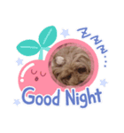 可愛い犬ココちゃん（個別スタンプ：2）