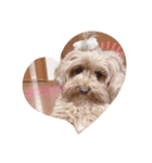 可愛い犬ココちゃん（個別スタンプ：4）