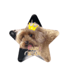 可愛い犬ココちゃん（個別スタンプ：5）