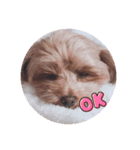 可愛い犬ココちゃん（個別スタンプ：6）