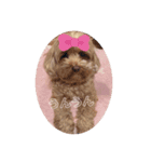可愛い犬ココちゃん（個別スタンプ：8）