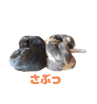キャンディ＆ぼ太 その1（個別スタンプ：10）