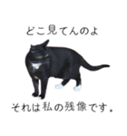 [ディディム] かわいい猫です！（個別スタンプ：1）