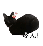 [ディディム] かわいい猫です！（個別スタンプ：3）