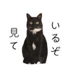 [ディディム] かわいい猫です！（個別スタンプ：5）