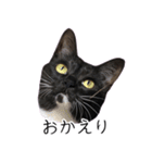 [ディディム] かわいい猫です！（個別スタンプ：11）