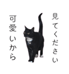 [ディディム] かわいい猫です！（個別スタンプ：17）