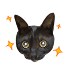 [ディディム] かわいい猫です！（個別スタンプ：18）