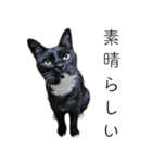 [ディディム] かわいい猫です！（個別スタンプ：23）