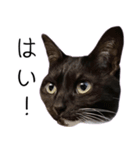 [ディディム] かわいい猫です！（個別スタンプ：24）