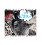 猫のかいくん日常（個別スタンプ：1）