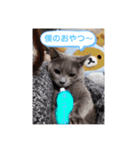 猫のかいくん日常（個別スタンプ：4）