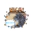 猫のかいくん日常（個別スタンプ：5）
