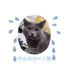 猫のかいくん日常（個別スタンプ：7）