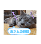 猫のかいくん日常（個別スタンプ：8）