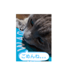 猫のかいくん日常（個別スタンプ：11）