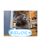 猫のかいくん日常（個別スタンプ：12）